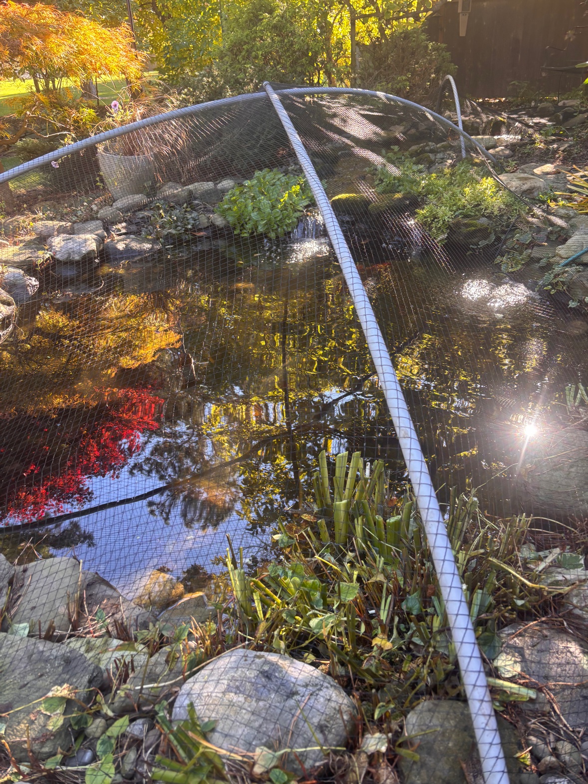 Pond netting tented above the water on a hoop frame with marginal plants cut back for winter