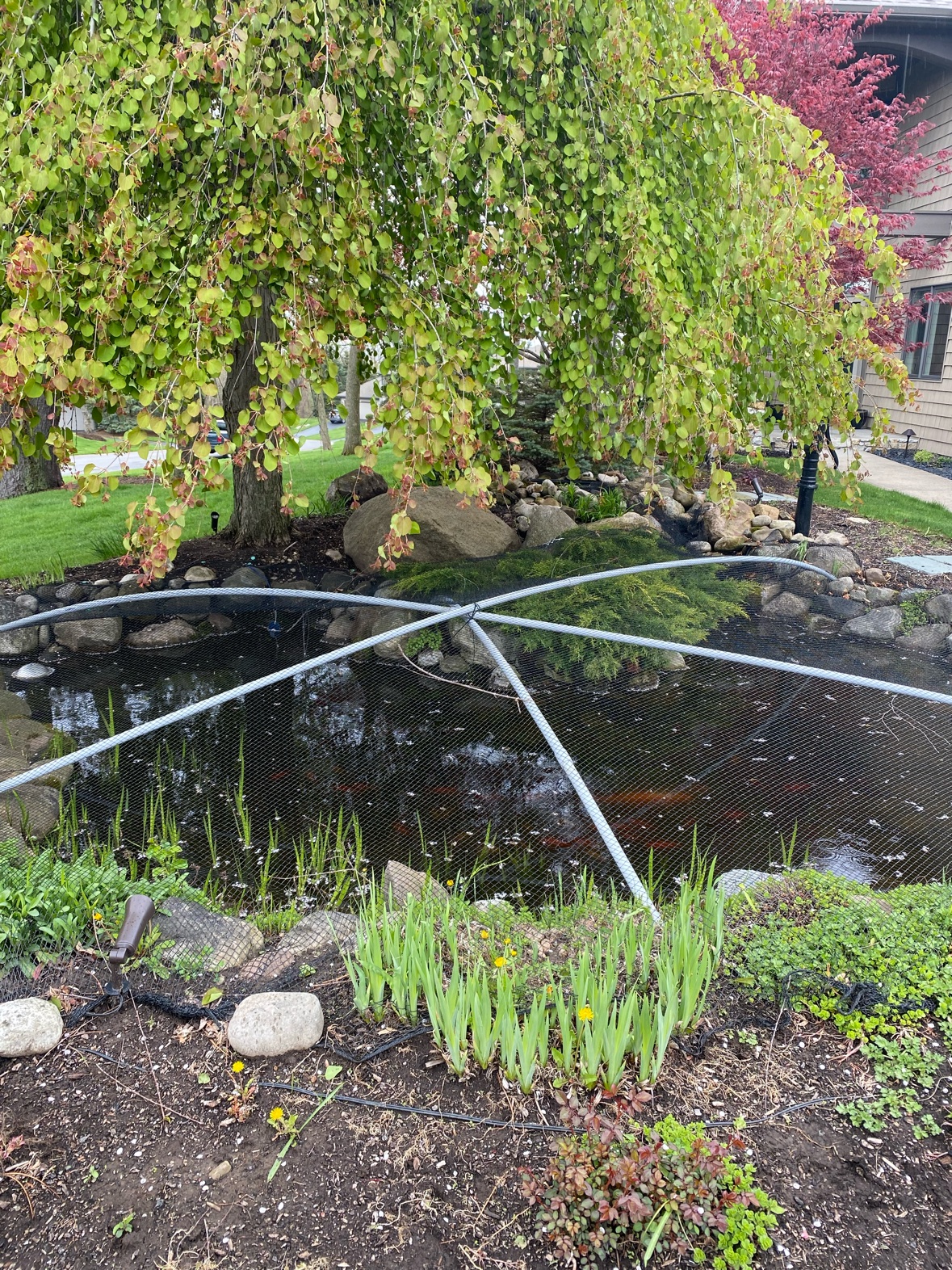 Koi pond closed for fall with pond netting tented over the water under a weeping tree