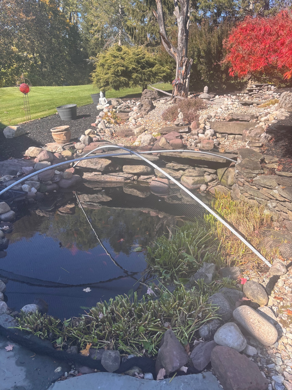 Koi pond closed for winter in Western New York with pond netting tented over the water and plants cut back