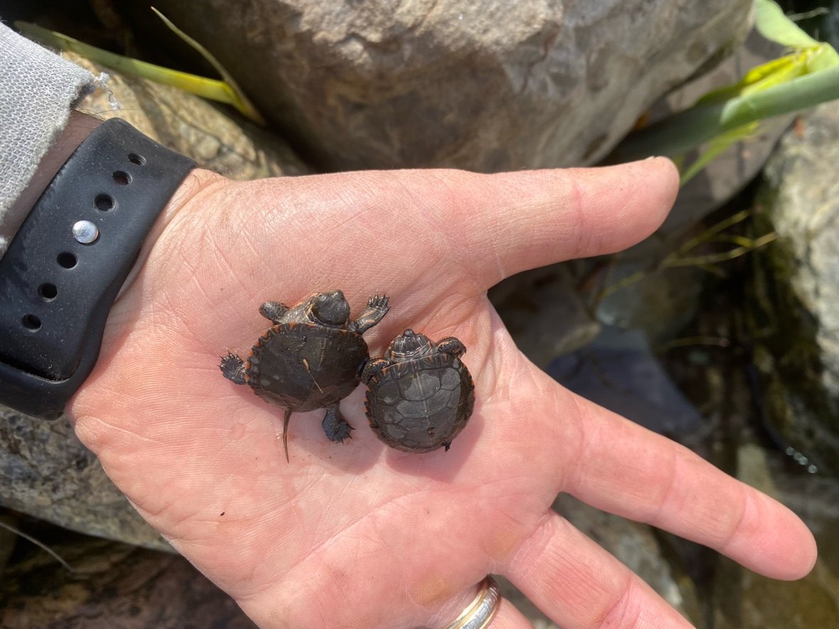 Two baby painted turtles found during pond work, held gently in hand