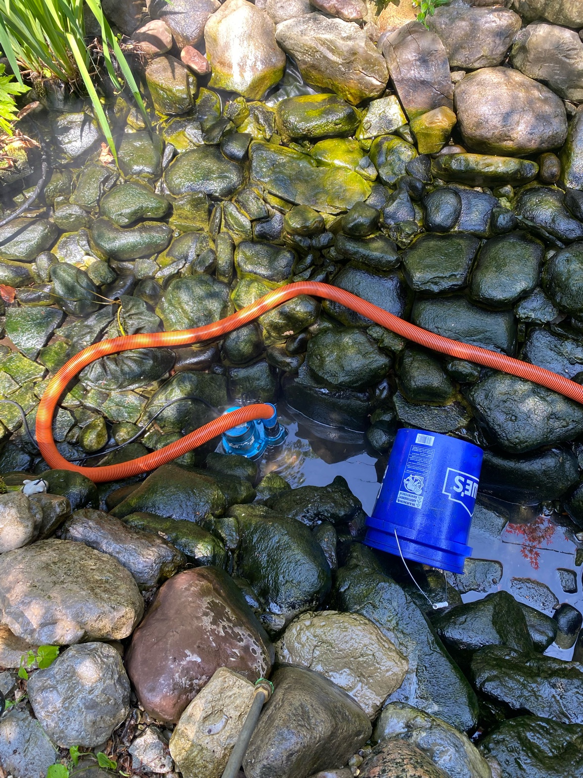 Cleanout pump draining a pond through a discharge hose