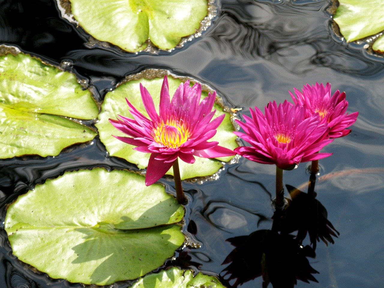 water-lilies-1327916_1280
